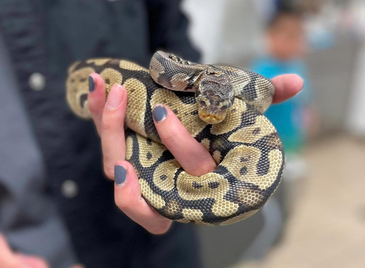 Staff Member Holding Snake In Palm Of Hand Mobile