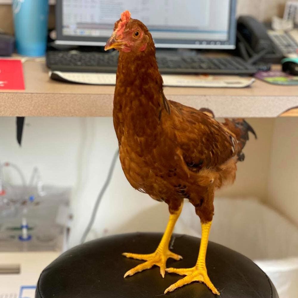 Chicken Standing On Chair