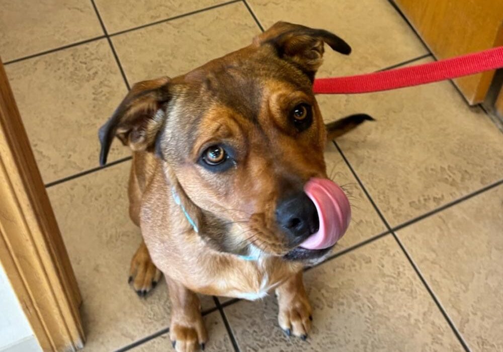 Close Up Of Dog Licking Lips While Wearing Leash