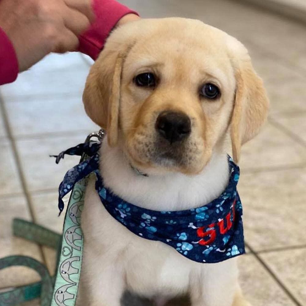 Close Up Of Young Puppy With Bandana