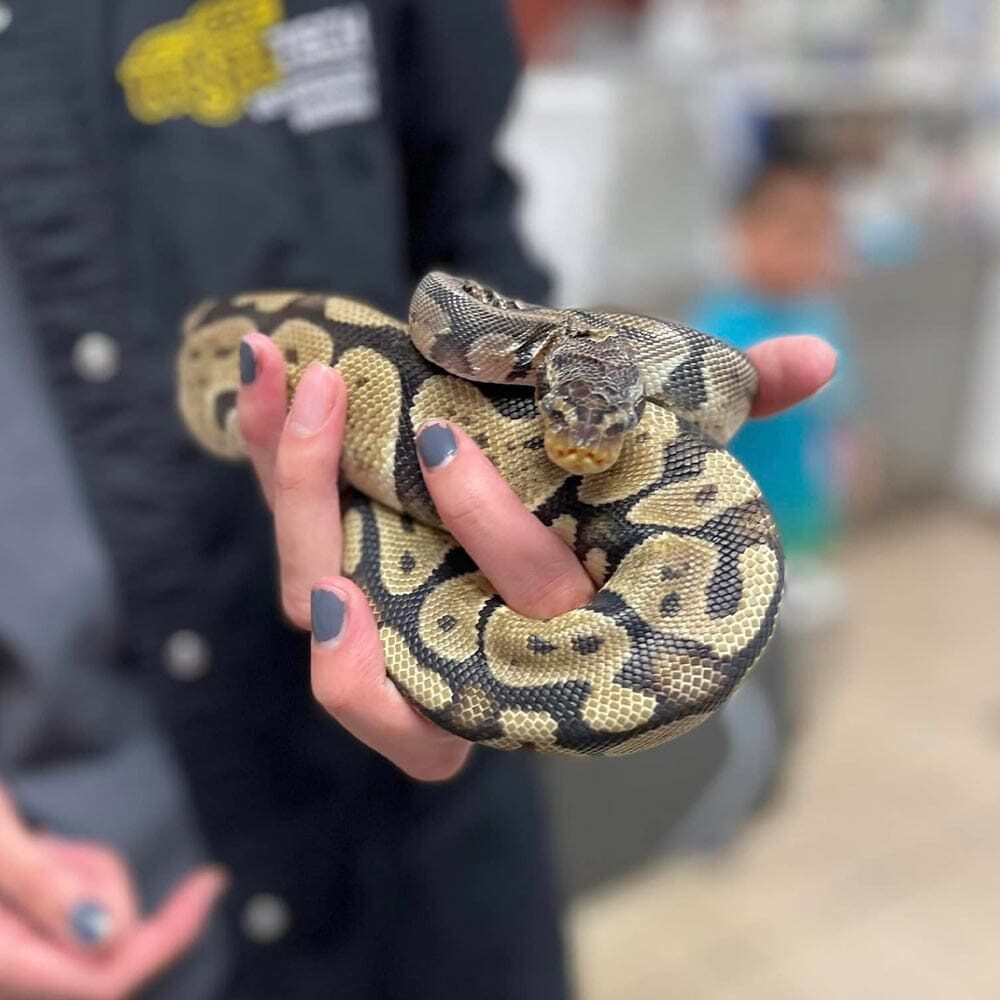 Staff Member Holding Snake In Palm Of Hand